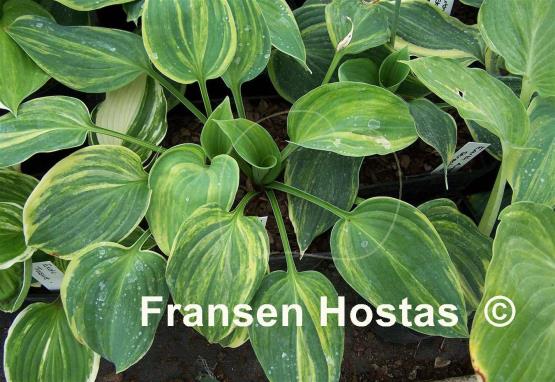 Hosta Earth Angel Streaked